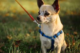 Wrap the leash around the dog's neck and move it across the chest region like a man would knot a tie. How To Put On A Dog Harness American Kennel Club