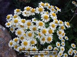Image result for Feverfew
