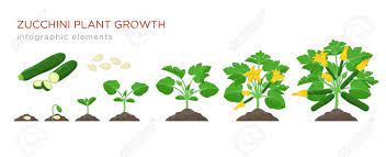How long does it take zucchini seeds to sprout. Zucchini Plant Growth From Seed Sprout Flowering And Mature Plant With Ripe Fruits Growing Stages Of Squash Vector Illustration In Flat Design Infographic Elements Isolated On White Background Royalty Free Cliparts Vectors