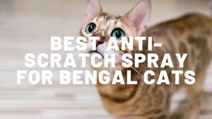 Smartykat anti scratch training aids. Best Anti Scratch Spray For Bengal Cats Authentic Bengal Cats