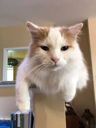 Hi I'm posting hoping someone will see. Living Wilton Road Shanklin. Our  cat George decided when he saw the beautiful Tabby with red collar to have  a stand off outside our house.