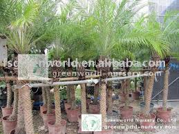 Like all plants, it requires a lot of care for proper growth and nutrition. Phoenix Roebelenii Pygmy Date Palm Trees