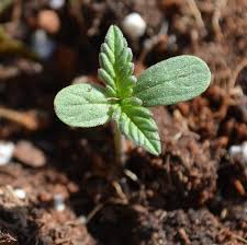Cliquez sur la recette de graines de chanvre pour l'afficher. Comment Choisir Et Faire Germer Les Graines De Cannabis Selon Subcool Alchimia Grow Shop