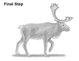 Allow the lines to meet in a point. How To Draw A Reindeer Caribou
