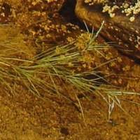 Image result for Isolepis sp.no.1