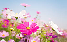 A collection of 3d flower rhymes for children with excellent music, superb voice. Types Of Daisies A Visual Compendium Ftd Com