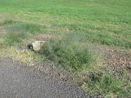 Image result for Eragrostis cylindriflora