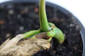 More images for mango pflanze » Mango Selber Pflanzen Mangokern Einpflanzen Und Pflegen Gartendialog De