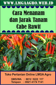 Kata menguntungkan merajuk kepada penanaman dan perawatannya yang mudah serta hasil panennya tidak butuh waktu lama. Cara Menanam Dan Jarak Tanam Cabe Rawit Menanam Tanaman Hortikultura