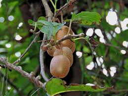 Image result for Actinidia