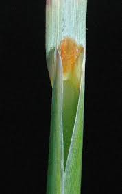 Image result for Hyperthelia dissoluta