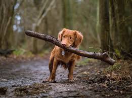 Aug 06, 2019 · if you do choose to visit with your pet after they have been euthanized, ask your veterinarian to be sure that your pet's eyelids are closed. How Much Should A Pet Cremation Really Cost Cake Blog