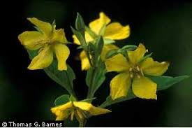 Lyci is a weighted index which means that the proportion of each digital assets contained in the group is dependent on their total market capitalization. Plants Profile For Lysimachia Ciliata Fringed Loosestrife