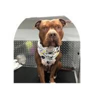 Pet grooming, mobile grooming, pet supplies, flea and tick treatment, pet boarding, miami, kendall, doral. Mobile Pet Grooming Miami Lakes Mobile Dog Grooming Hialeah Gardens