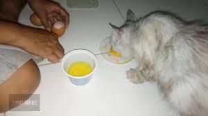 Cara merawat kucing kampung membutuhkan ketelatenan yang akan membuat kucing sehat dan gemuk. Kuning Telur Untuk Kucing Biar Bulu Lebat Dan Gembul Youtube