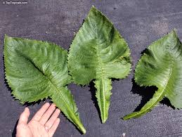 Image result for Brillantaisia owariensis