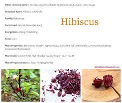 Benefits Of Hibiscus Roselle Plant Hibiscus Plant Benefits
