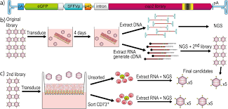 Image result for Poppy Red 1999 AAV