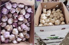 Quotes delayed at least 15 minutes. Traders Welcome Fresh Garlic On The Chinese Market And Expect The Price To Rise