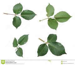 Check spelling or type a new query. Rose Leaves Royalty Free Stock Images Image 35031849 Rose Leaves Plant Leaves Leaves