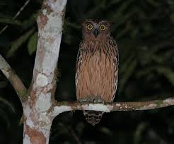 Maybe you would like to learn more about one of these? Sahabat Celepuk Burung Hantu The Owl World Of Indonesia Facebook