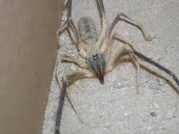 Camel spiders are large desert dwelling insects that prey on birds and lizards. Pin On Where I Ve Been