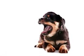 In addition to our selection of designer and purebred puppies for sale, we offer expert dog training, professional pet grooming and the best pet supplies, pet foods and pet products available at the low prices. German And American Rottweiler Puppies For Sale Ct Breeder