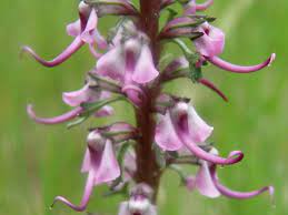 Check spelling or type a new query. Pedicularis Groenlandica Elephanthead Or Elephant S Head