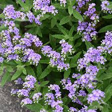 Image result for Heliotropium amplexicaule