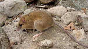 العثور على فأر منقرض بعد وفاة مكتشفه