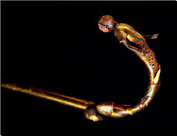 The king's enemy in his walking sticks from the Tomb of ...
