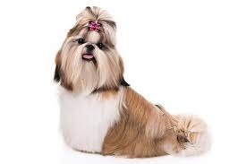 Shih tzu are classified in the toy group in most countries, with a height of eight to 11 inches and weight of nine to 16 pounds (four to seven kilograms). Shih Tzu Dog Breed Information