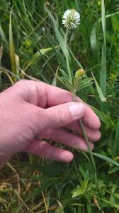 Image result for Trifolium wentzelianum