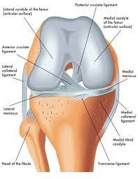Partial tears of the anterior cruciate ligament: Acl Tear Definition Anatomy And Causes Video Town Center Orthopaedic Associates
