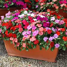 If you love the look of impatiens but need a carefree flowering annual that thrives in full sun, annual vinca is a great choice. Impatien Dezire Mixed Busy Lizzie Tray Of 350 Plug Plants Brookside Nursery