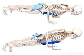 Nice Article Describing How To Engage The Glutes And Abs In Chaturanga Dandasana Mainly In The Last Five Parag Yoga Anatomy Chaturanga Dandasana Yoga Muscles