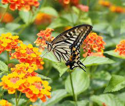 Its preference for damp, fertile and disturbed ground makes it a good coloniser of places enriched by human activities, such as agriculture and development. Swallowtail Nectar Plants Add These To Attract Swallowtails