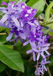 Pin On Flower Garden