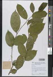Image result for Gilbertiodendron dewevrei