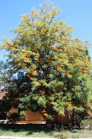 Maybe you would like to learn more about one of these? Grevillea Robusta Commonly Known As The Southern Silky Oak Or Silky Oak Or Australian Silver Oak Is The Australian Plants Flora Of Australia Outdoor Gardens