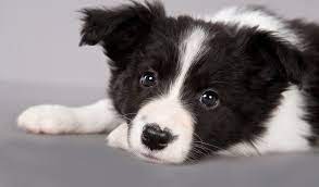 No Words To Express His Prettiness Border Collie Collie Cachorros Border Collie