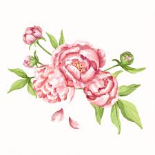 Download Premium Vector Of Hand Drawn Pink Peony Flower Illustration 421455 Flower Illustration Peony Drawing Flower Drawing