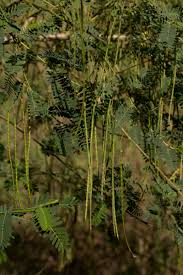 Image result for Sesbania sesban