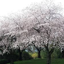 Cherry Tree Polination Self Pollinating Cherry Trees Seeds