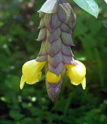 Image result for Gmelina