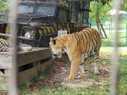 A'famosa resort, jalan kemus, simpang empat, 78000. A Famosa Safari Wonderland Malacca Malaysia Malacca Safari Animals