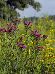 Image result for Vernonia undulata