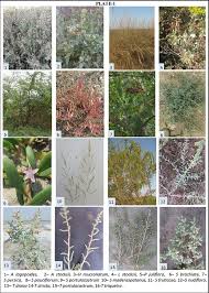 Image result for Halopyrum mucronatum