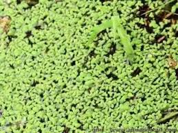 Image result for Lemna aequinoctialis