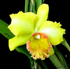 Rhyncholaeliocattleya Earl Crooks